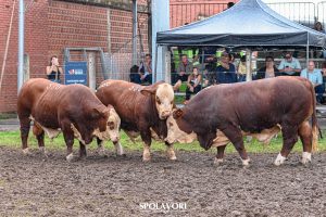 Julgamento dos Rústicos da Raça Braford encerra programação animal na 48ª Expointer
