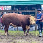 Conheça os campeões rústicos Hereford e Polled Hereford da 48ª Expointer