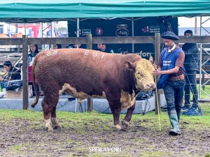 Conheça os campeões rústicos Hereford e Polled Hereford da 48ª Expointer