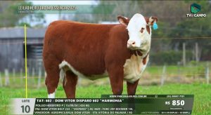 2º Leilão Hereford na Essência: Sucesso de vendas na 48ª Expointer