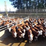 Estão abertas as inscrições para o XII Concurso de Carcaça Edição Frigorífico Silva