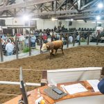 23º Remate Wolf destaca genética Hereford em Dom Pedrito