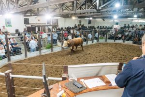 23º Remate Wolf destaca genética Hereford em Dom Pedrito