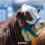 Abertas as inscrições para a 2ª Exposição Feira de Hereford e Braford de Dois Vizinhos