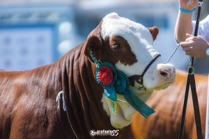 Abertas as inscrições para a 2ª Exposição Feira de Hereford e Braford de Dois Vizinhos