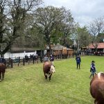 Expofeira de Bagé abre temporada de primavera da ABHB com recorde de 140 animais em pista