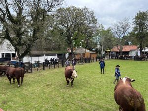 Expofeira de Bagé abre temporada de primavera da ABHB com recorde de 140 animais em pista