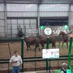 Remate da Estância do Sossego: Genética de alta qualidade e sucesso em vendas