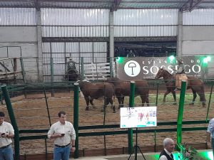Remate da Estância do Sossego: Genética de alta qualidade e sucesso em vendas
