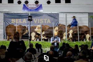 61º remate Bela Vista garante agilidade e liquidez nas vendas