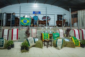 Tradicional Remate da Estância Carcávio e Santa Gertrudes movimenta o mercado Braford com liquidez total e recordes de qualidade