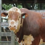 Primeira exposição ranqueada da ABHB em Lavras do Sul aponta os campeões