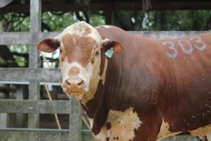 Primeira exposição ranqueada da ABHB em Lavras do Sul aponta os campeões