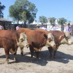 Hereford e Braford mostram genética de destaque na Expofeira de Pelotas