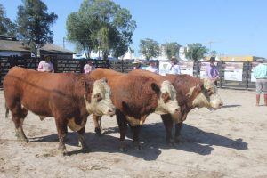 Hereford e Braford mostram genética de destaque na Expofeira de Pelotas