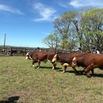 Hereford e Braford desfilam funcionalidade e genética de qualidade na Expofeira de Alegrete