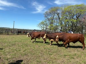 Hereford e Braford desfilam funcionalidade e genética de qualidade na Expofeira de Alegrete