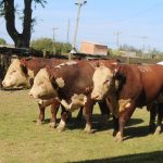 Santa Vitória do Palmar conhece os melhores Polled Hereford e Braford