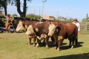Santa Vitória do Palmar conhece os melhores Polled Hereford e Braford
