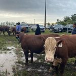 Raças Hereford e Braford têm campeões definidos na 47ª Expofeira de Itaqui