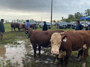 Raças Hereford e Braford têm campeões definidos na 47ª Expofeira de Itaqui