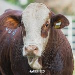 Aberta as inscrições para 1ª Copa Sub-15 de Hereford e Braford