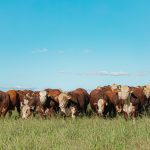 ABHB comunica alterações no regulamento Hereford e novas exigências do MAPA para registros genealógicos