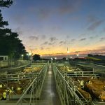 XIII Concurso de Carcaças – Etapa Silva destaca excelência da Carne Hereford