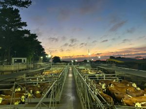 XIII Concurso de Carcaças – Etapa Silva destaca excelência da Carne Hereford