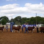 Copa HB Sub-15 marca o retorno das exposições em Santana do Livramento/RS