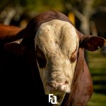 Comercialização de sêmen passa a seguir novos critérios definidos pelo Mapa