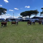 ExpoVizinhos reforça avanço da genética Hereford e Braford no Paraná