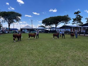 ExpoVizinhos reforça avanço da genética Hereford e Braford no Paraná