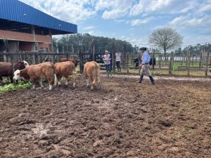 Conheça os campeões da ExpoVac
