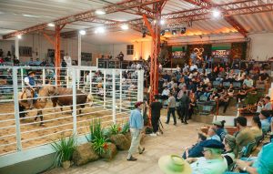 ABHB encerra temporada 2025 de remates oficiais com crescimento expressivo e recordes de faturamento