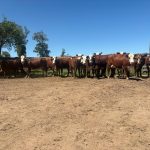 Ciclo de auditorias da ABHB encerra com visitas a dez propriedades no Rio Grande do Sul