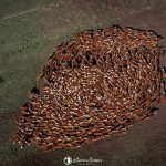 ABHB celebra 2025 marcante e consolida força das raças Hereford e Braford