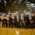 PampaPlus antecipa prazo de avaliações de sobreano