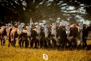 PampaPlus antecipa prazo de avaliações de sobreano