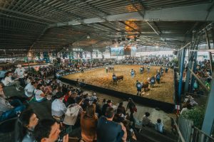 Exposição Nacional Hereford e Braford já tem data e promete uma edição histórica