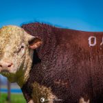 Médias dos Remates Oficiais 2025 reforçam crescimento da raça Hereford