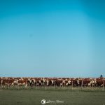 Registros das raças Hereford e Braford alcançam mais de 44 mil animais em 2025