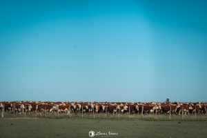 Registros das raças Hereford e Braford alcançam mais de 44 mil animais em 2025