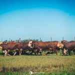 PampaPlus cresce mais de 30% entre 2016 e 2025 e amplia número de usuários no último ano