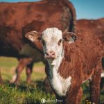 ABHB lança cartilha sobre Tatuagens e Código de Rebanho para orientar criadores de Hereford e Braford