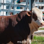 Inscrições para a 1ª Exposição Ranqueada da ABHB em Xanxerê são prorrogadas até 02 de março