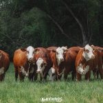 1ª Exposição Ranqueada da ABHB em Xanxerê/SC marca início da temporada 2026.