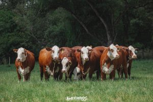 1ª Exposição Ranqueada da ABHB em Xanxerê/SC marca início da temporada 2026.