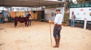 Exposição de Francisco Beltrão 2026 abre inscrições e integra calendário oficial da ABHB