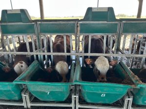 Inscrições abertas para Prova de Eficiência Alimentar 2026